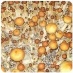 Псилоцибиновые (галлюциногенные)  грибы Psilocybin "Golden Teacher" в Катайске