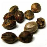 Семена марихуаны АК-47  (Seeds AK-47) в Катайске